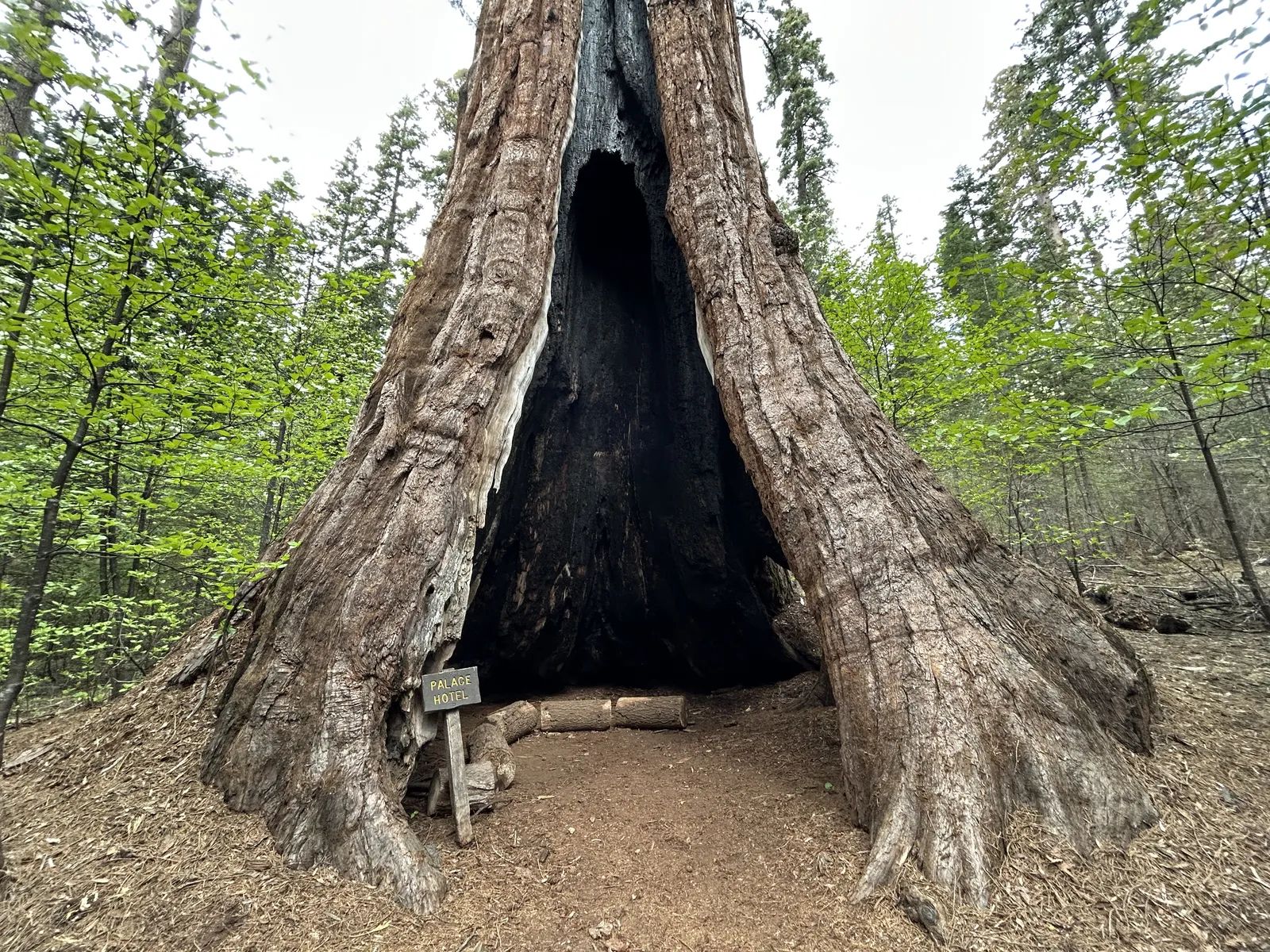 A giant sequoia at Calaveras Big Trees State Park near Arnold